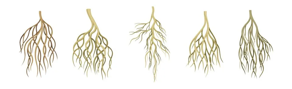 Tree Roots with Bare Branched Stem Vector Set Stock Illustration