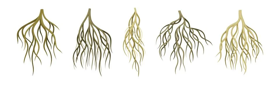 Tree Roots with Bare Branched Stem Vector Set Stock Illustration