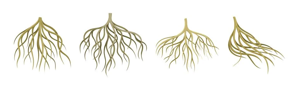 Tree Roots with Bare Branched Stem Vector Set Stock Illustration