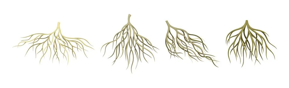Tree Roots with Bare Branched Stem Vector Set Stock Illustration