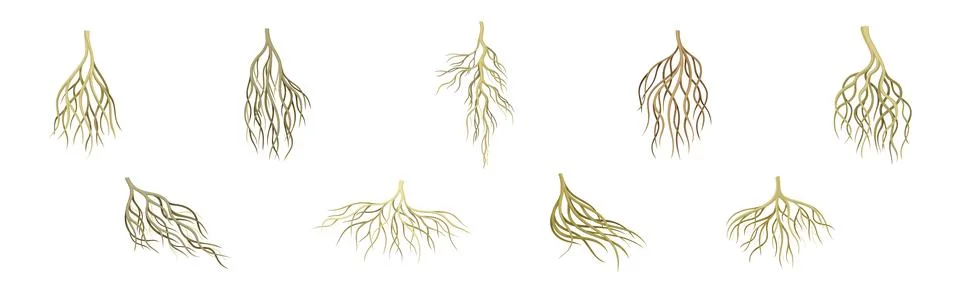 Tree Roots with Bare Branched Stem Vector Set Stock Illustration