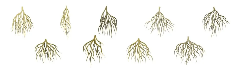 Tree Roots with Bare Branched Stem Vector Set Stock Illustration