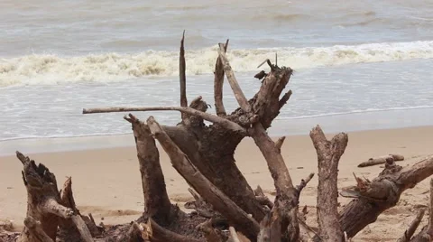 Tree roots on the beach, deforestation Video stock 51769367