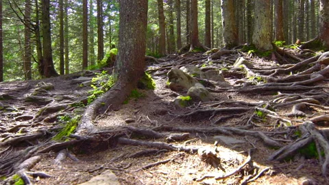 Tree Roots in a Beautiful Pine Forest Stockbeeldmateriaal 135914162