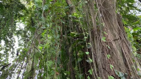 Tree roots, branches and lianas are hanging down and swaying in the wind Stock Footage 331702882