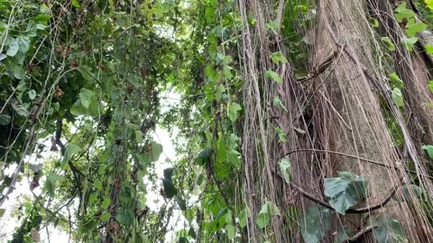 Tree roots, branches and lianas are hanging down and swaying in the wind Stock Footage 331702903