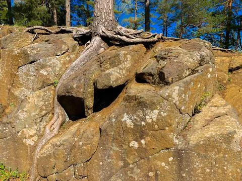 Tree roots break through the rock Stock Photos