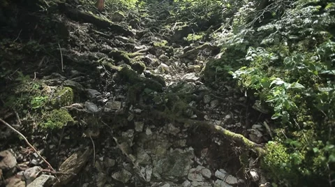 Tree roots broke through to the ground in a mountain forest. Stock Footage 8555763
