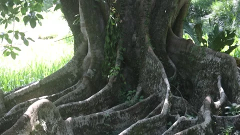 Tree roots in Burle Marx garden Vídeo Stock 259911999