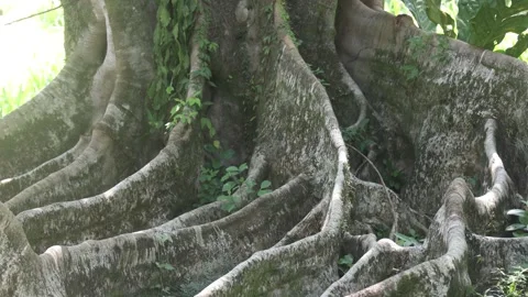 Tree roots in Burle Marx garden Vídeo Stock 259912143
