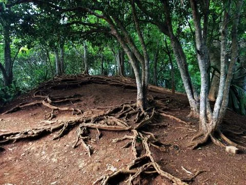 Tree roots in at chamarel waterfall mauritius island Stock Photos