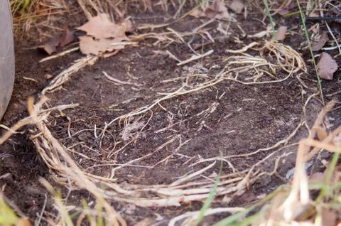 Tree roots, in a circular shape, that have taken root in the soil around Stock Photos