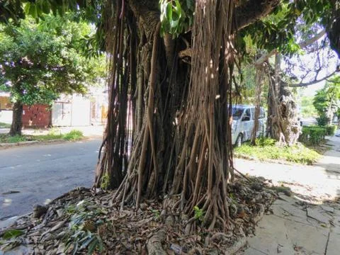A tree with roots in the city Stock Photos
