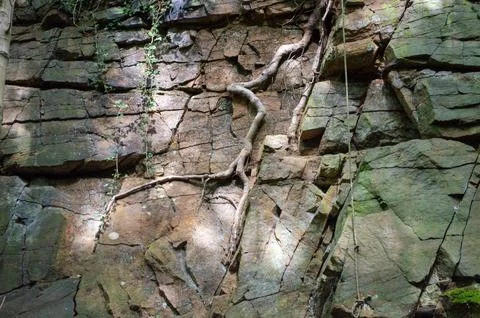 Tree Roots on a Cliff Face Foto stock