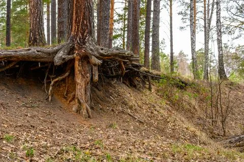 Tree roots on a cliff in the spring forest. Stock Photos