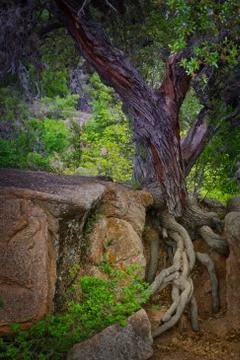 Tree Roots cling to the granite at Enchanted Rock Stock Photos