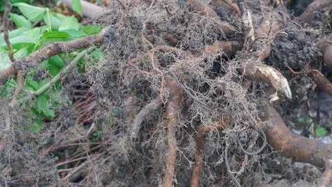 Tree roots close up.Tree roots. Uprooted tree. Stock Photos