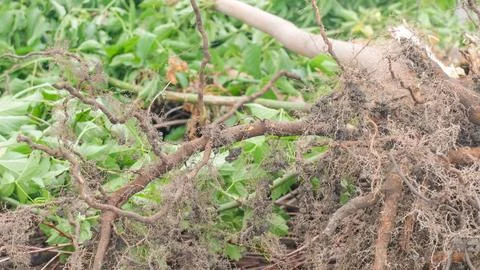 Tree roots close up.Tree roots. Uprooted tree. Tree uprooted by hurricane. Stock Photos