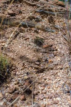 Tree roots coming out through the gravel of the La Candelaria desert, in the  Stock Photos