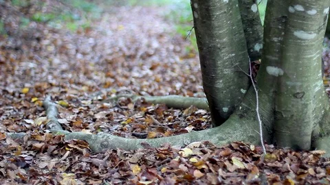 Tree Roots Covered With Fallen Autumn Leaves Video stock 125702675