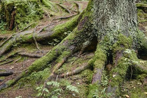 Tree Roots Covered with Green Moss Growing in Forest Ground Stock Photos
