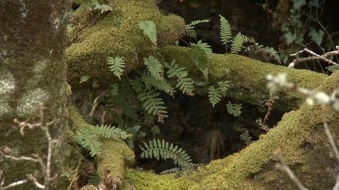 Tree roots covered in moss and ferns Stock Footage 115882701