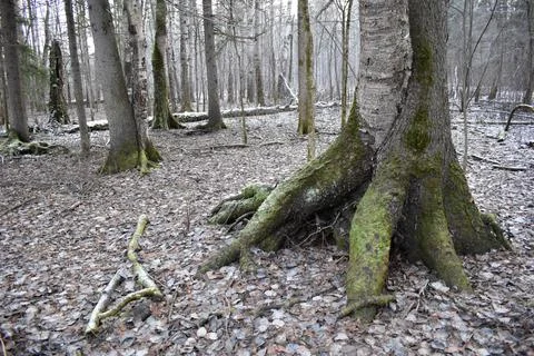 Tree roots covered with moss Stock Photos
