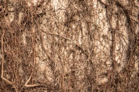 Tree roots covered walls. Stock Photos