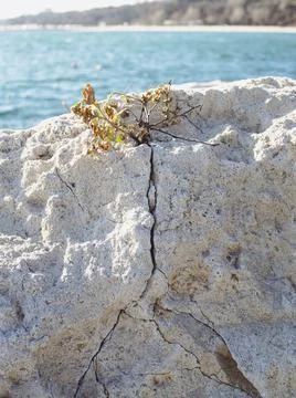 Tree roots cracking solid rock. Cracked stone by power of nature Stock Photos