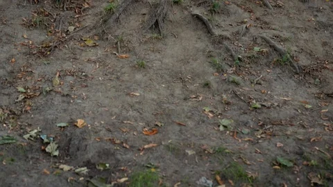 Tree roots crawled out of the ground Stock Footage 115113595