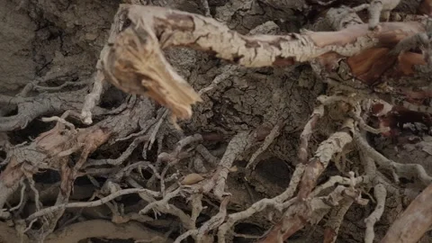 Tree roots creating a complex, underground pattern in dry earth Stock Footage 321706959