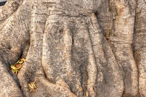 Tree roots creating textured abstract natural design Fotos de archivo