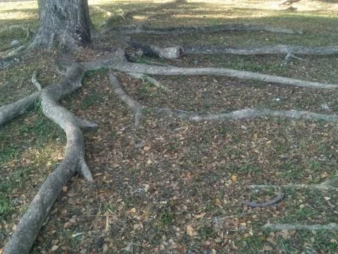 Tree roots creep along the surface of the ground. Stock Photos