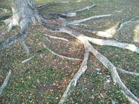 Tree roots creep along the surface of the ground. 02 Stock Photos