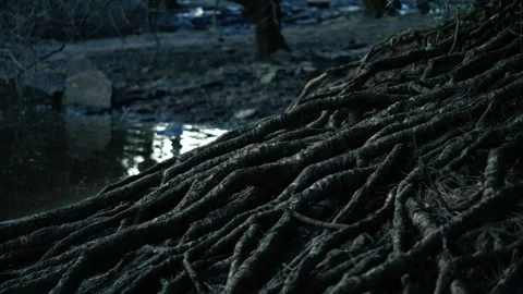 Tree roots in dark creepy forest Stock Footage 310943107