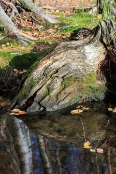 Tree roots decay in water Foto stock