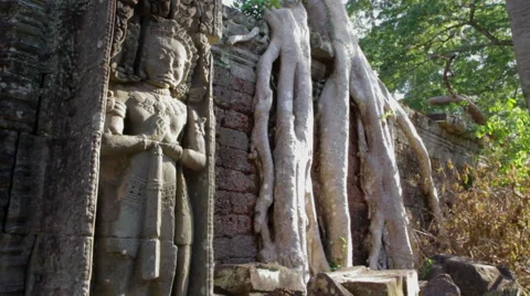 Tree Roots Decorative Stone Pillar Stock Footage 42766476