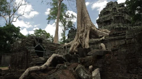 Tree Roots Demolishes Wall 動画素材 42752422
