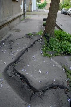 The tree roots destroyed the asphalt on the sidewalk. Stock Photos