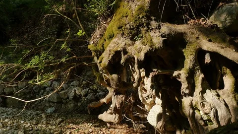 Tree Roots on Drained River Stock Footage 78065756