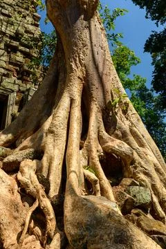 Tree roots enveloping ancient stonework, Preah Palilay Stock Photos