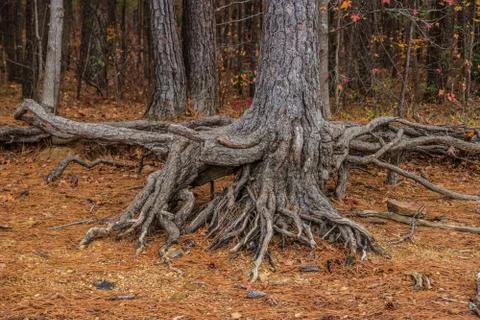 Tree roots exposed closeup Stock Photos