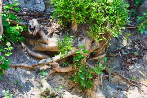 Tree Roots Exposed Due to Soil Erosion Stock Photos