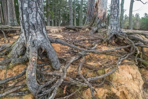Tree roots exposed from erosion Stock Photos