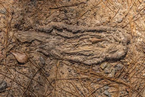 Tree roots exposed on the ground closeup Stock Photos