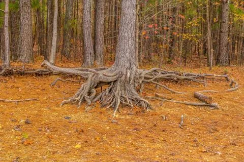 Tree roots exposed Stock Photos
