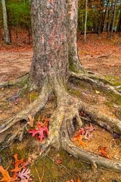 Tree roots exposed Stock Photos