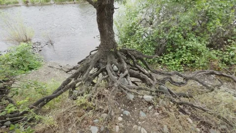 Tree roots exposed by soil erosion along the American River bank Vídeos de archivo 340237027
