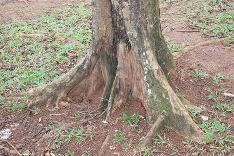 Tree Roots Exposed in the Soil at a Park Stock Photos