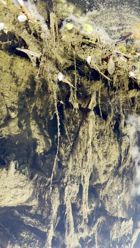 Tree Roots Exposed in Water Creating Abstract Natural Texture Background Stock Footage 333479871